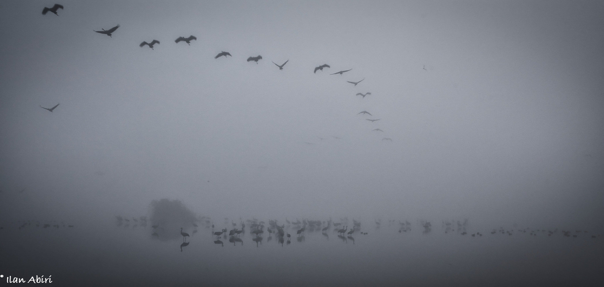 Canon EOS 6D + Canon EF 400mm f/2.8L sample photo. The flight of the cranes photography