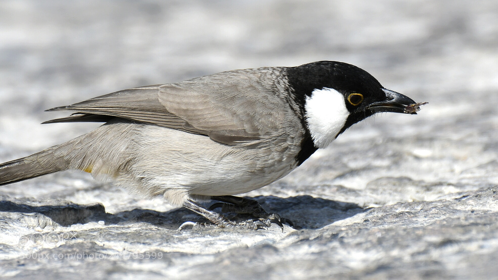 Nikon AF-S Nikkor 200-500mm F5.6E ED VR sample photo. Look what i've got photography