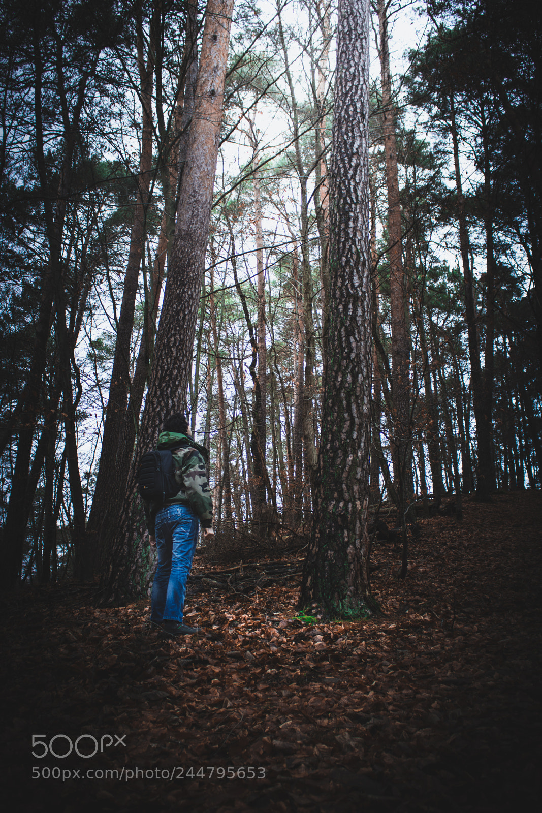 Canon EOS 750D (EOS Rebel T6i / EOS Kiss X8i) sample photo. Into the wood photography