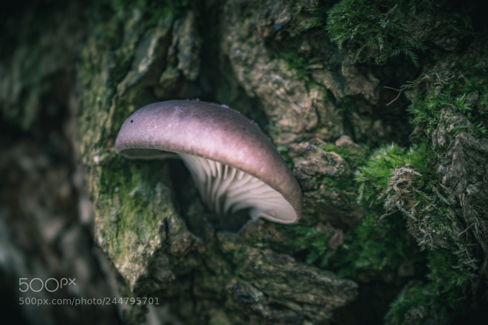 Canon EOS 750D (EOS Rebel T6i / EOS Kiss X8i) sample photo. Mushroom photography