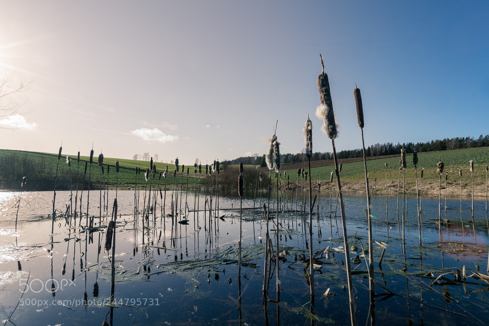 Sony a7R II sample photo. Pond with orobine photography