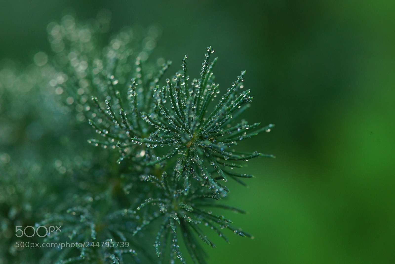 Sony a7S sample photo. Untitled photography