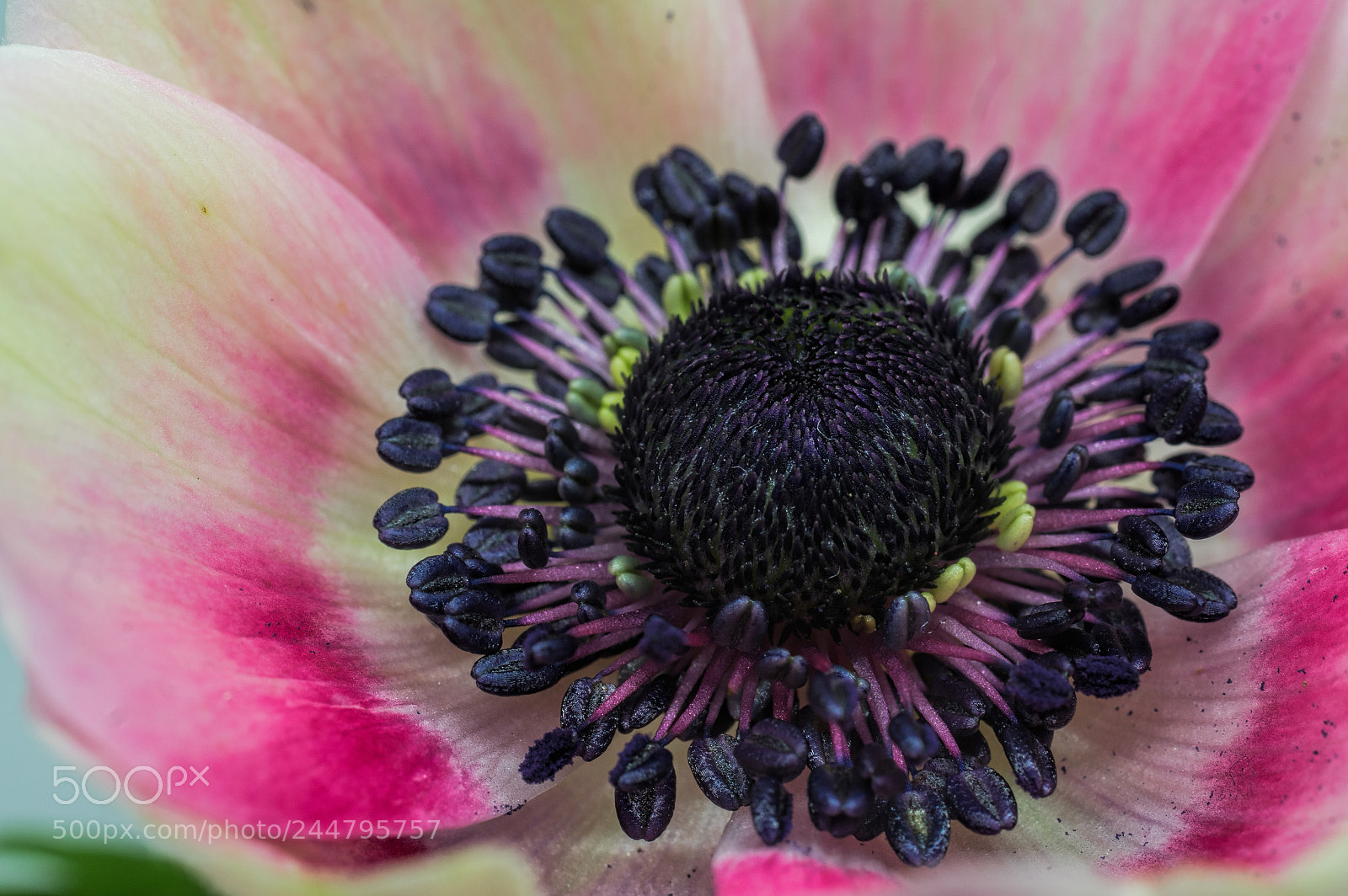 Pentax K-3 sample photo. Anenome photography