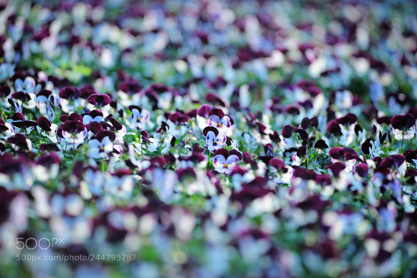 Nikon D700 sample photo. Flower photography