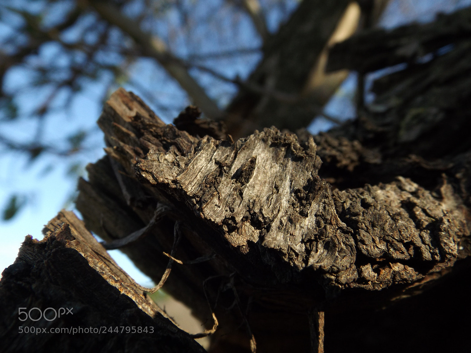 Fujifilm FinePix S4800 sample photo. Wood photography