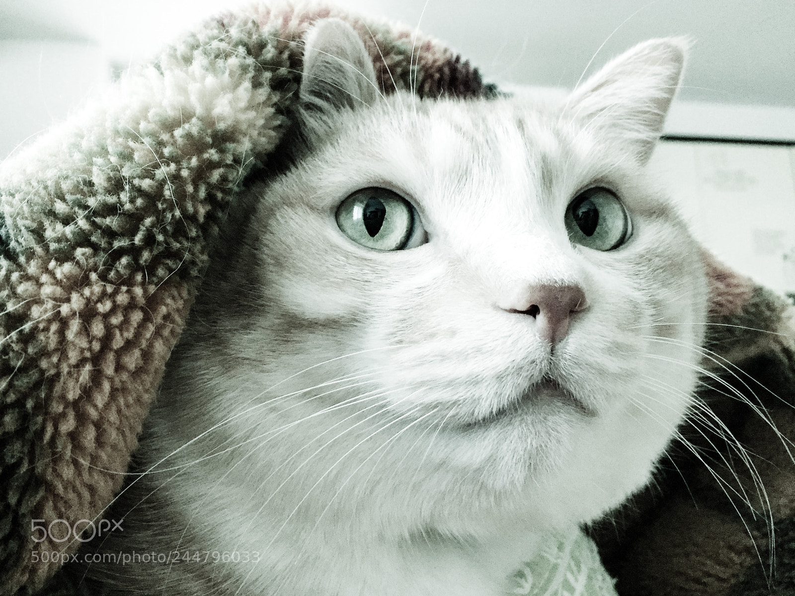 Apple iPhone 6 sample photo. My beloved cat. photography