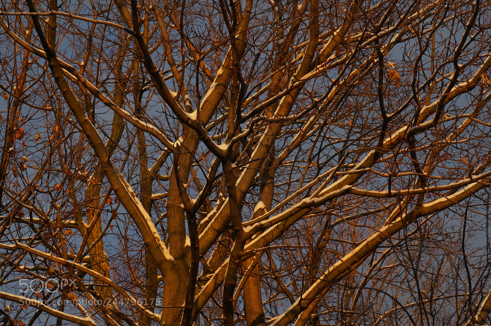 Sony Alpha NEX-6 sample photo. Sun red on blue photography