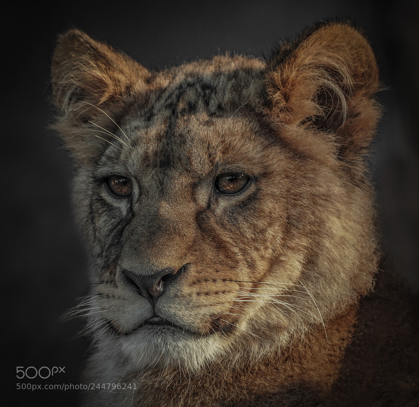 Sony a7R III sample photo. Young lion photography