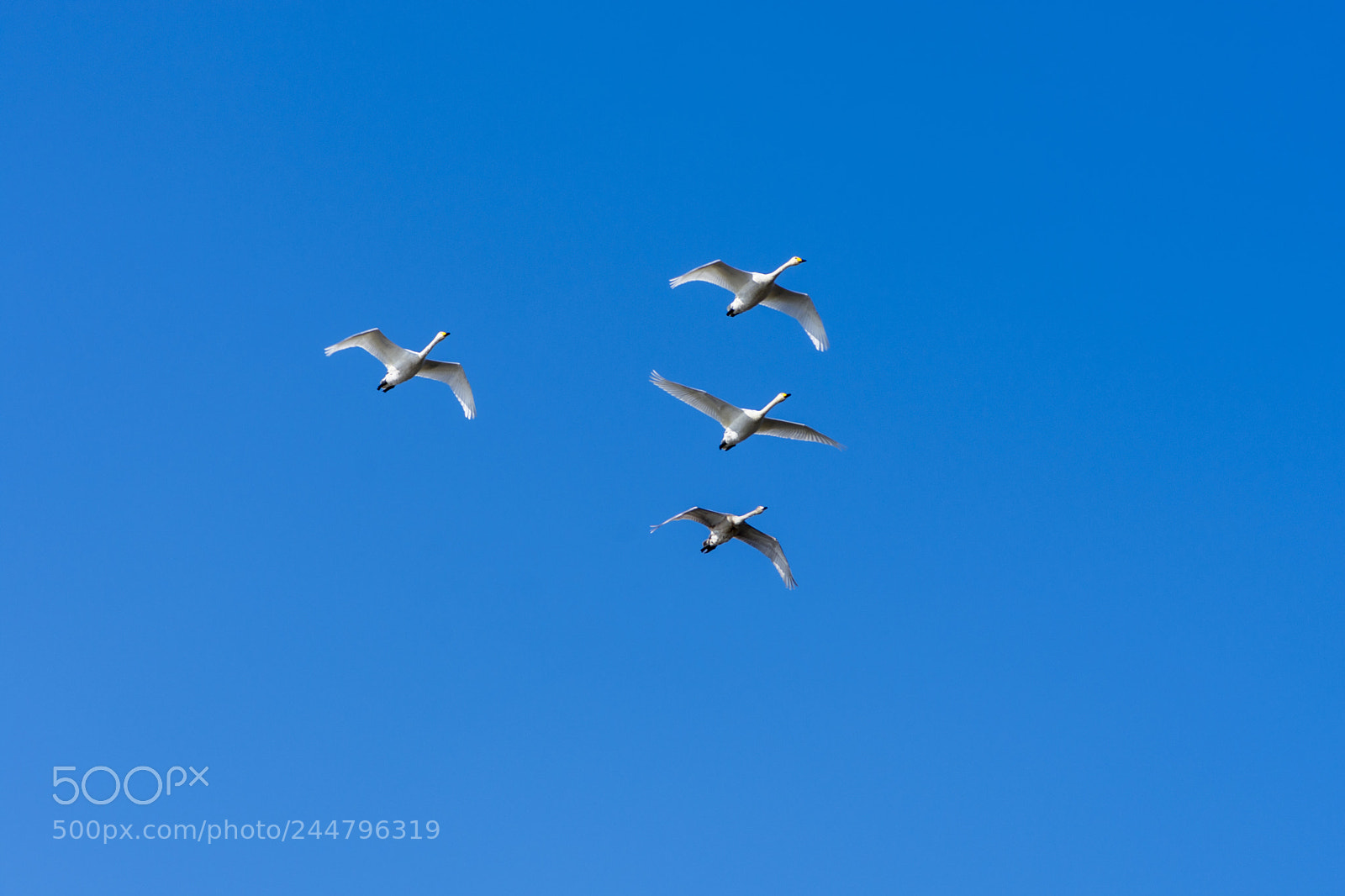 Nikon D7200 sample photo. Whooper swans photography