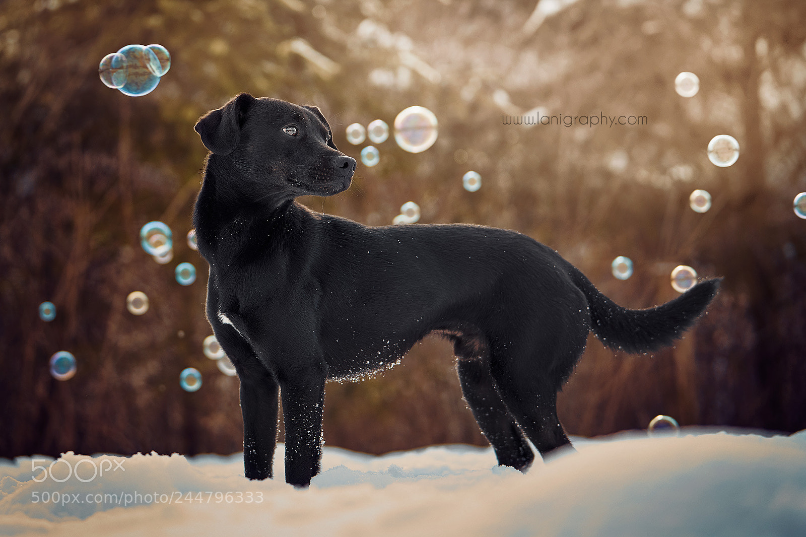Sony a7R III sample photo. Leo photography
