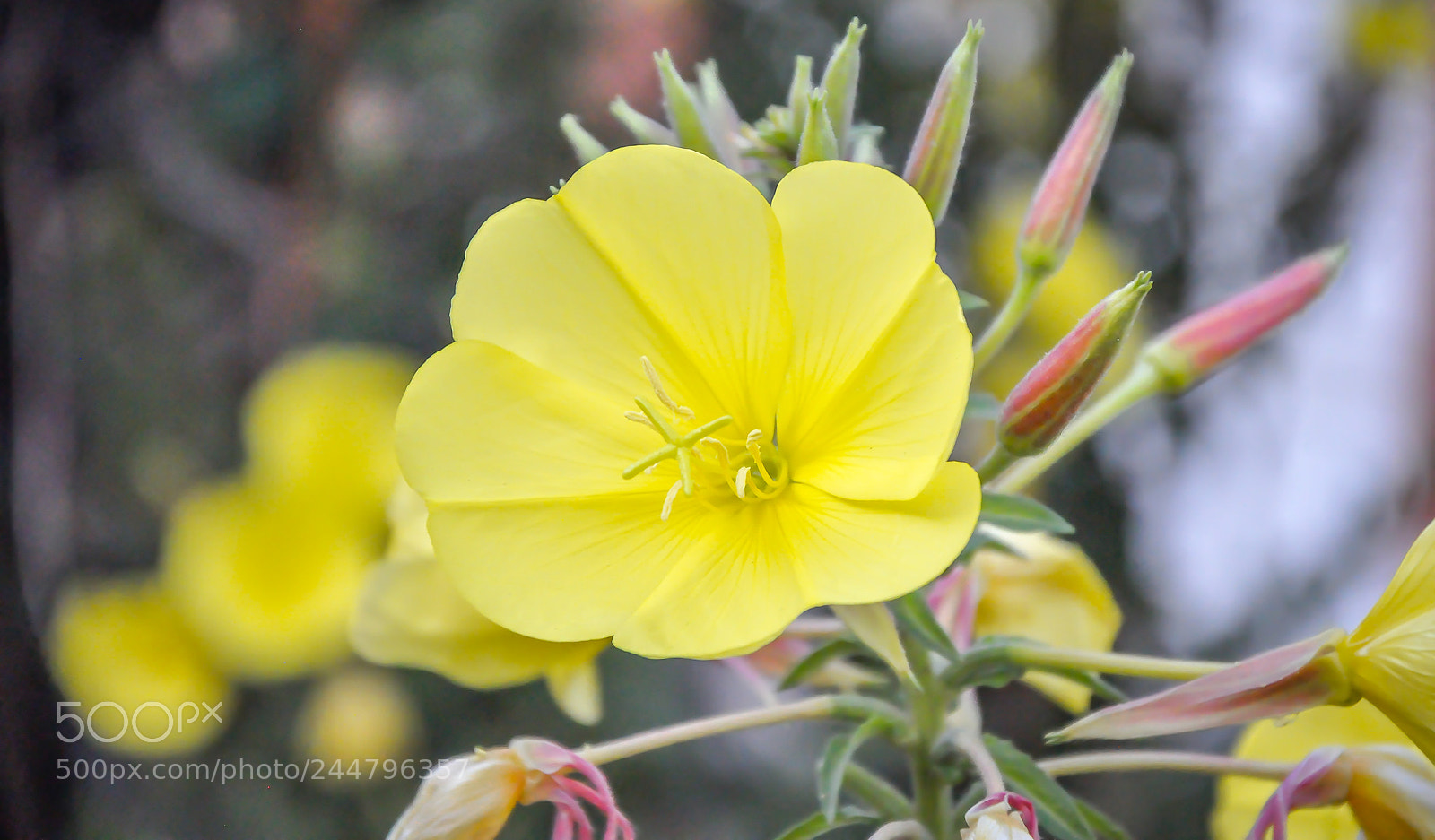 Nikon D90 sample photo. Beautiful flower photography