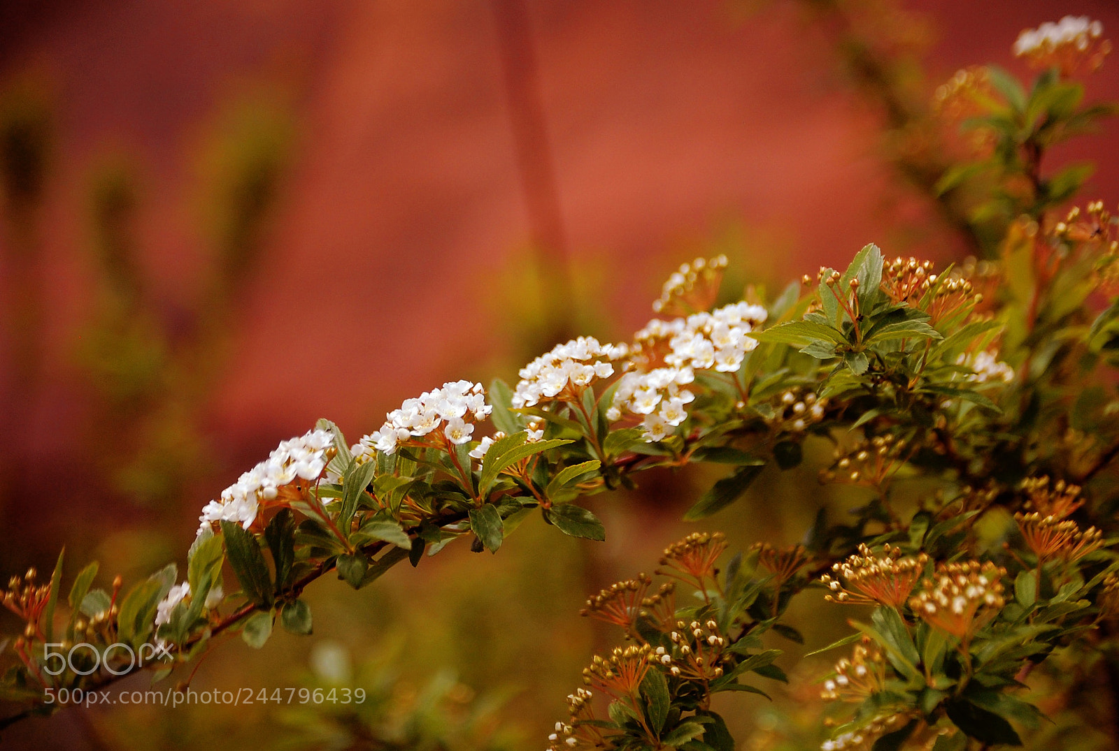 Nikon D40 sample photo. Canyon wild flower photography