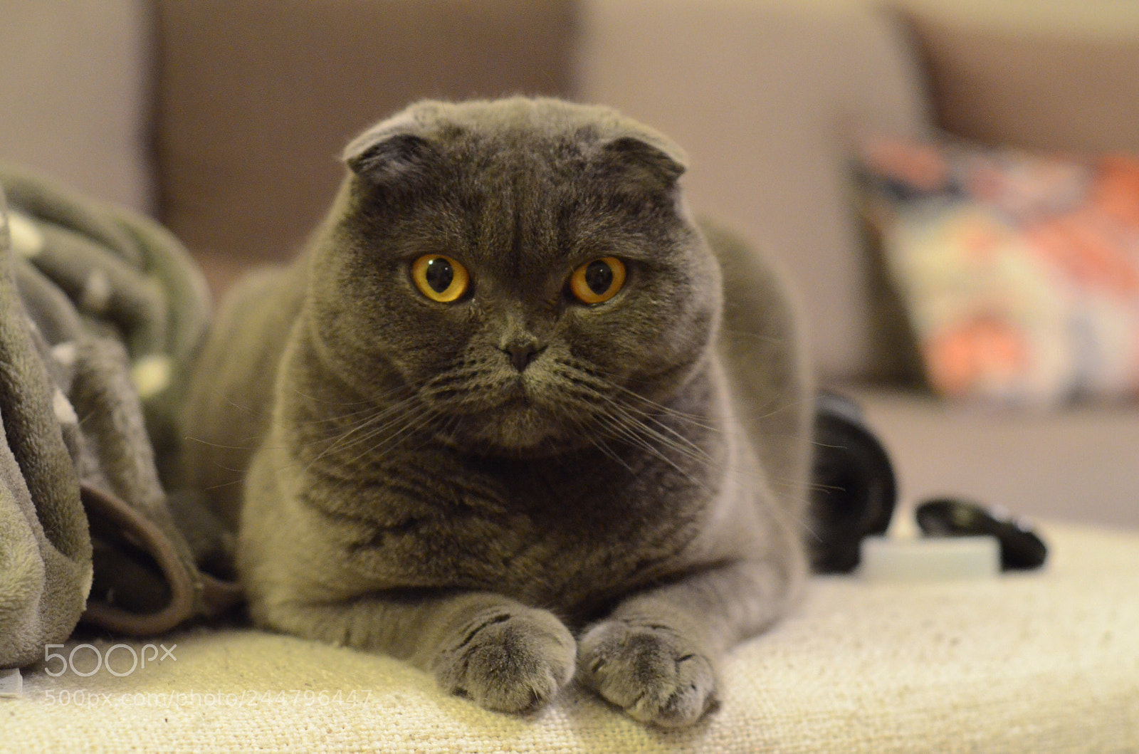 Nikon D5100 sample photo. Zoe the scottish fold photography