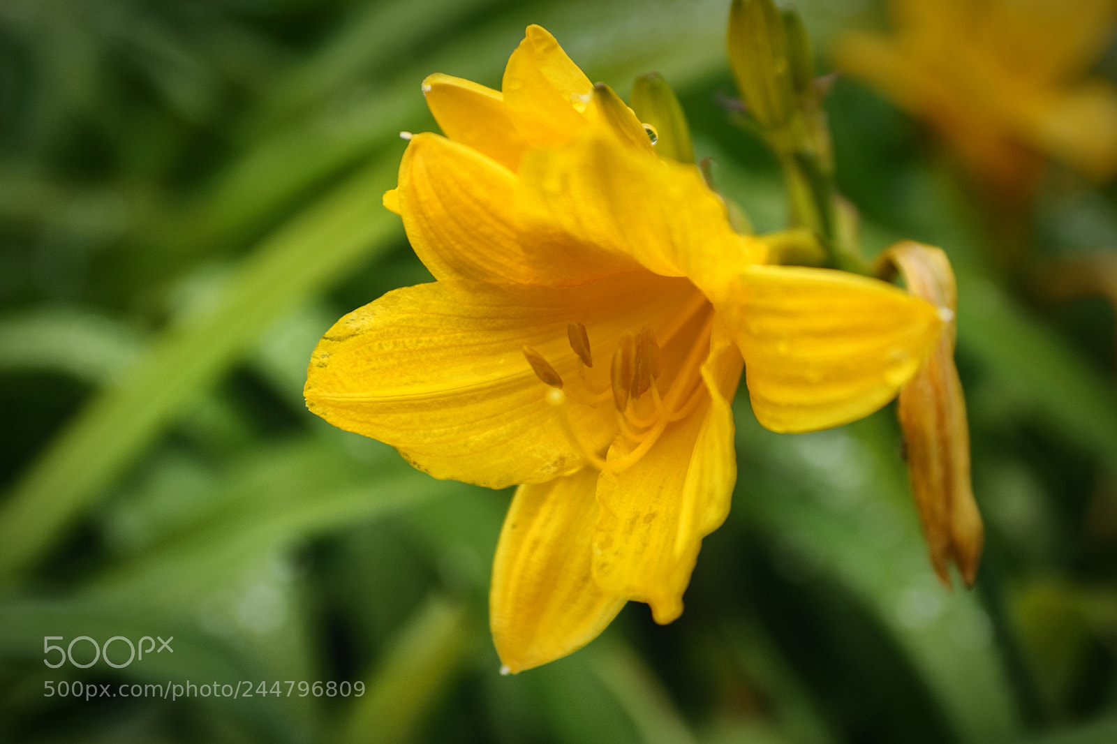 Nikon D90 sample photo. ... photography