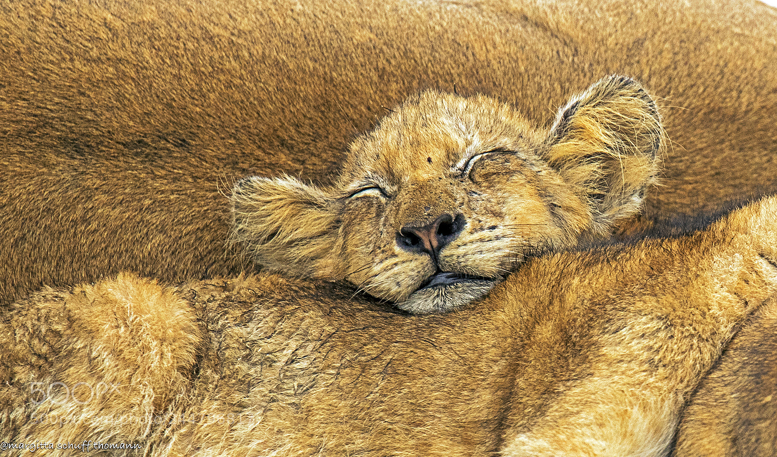 Canon EOS-1D X Mark II sample photo. Baby lion ... photography