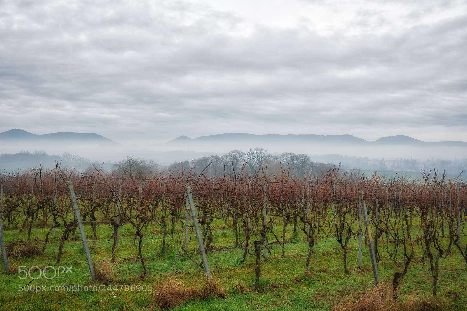 Sony a6300 sample photo. Weinberg morgennebel im tal photography