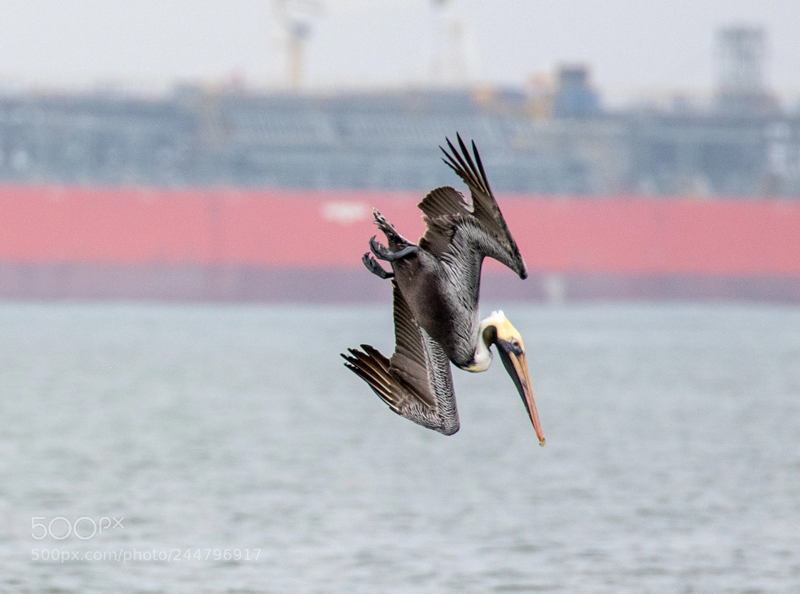 Canon EOS 7D Mark II sample photo. Pelican in steep dive photography