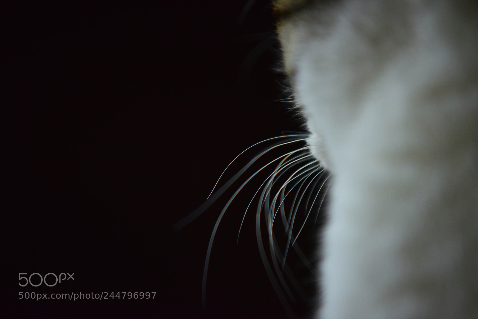 Nikon D810 sample photo. 토미 photography