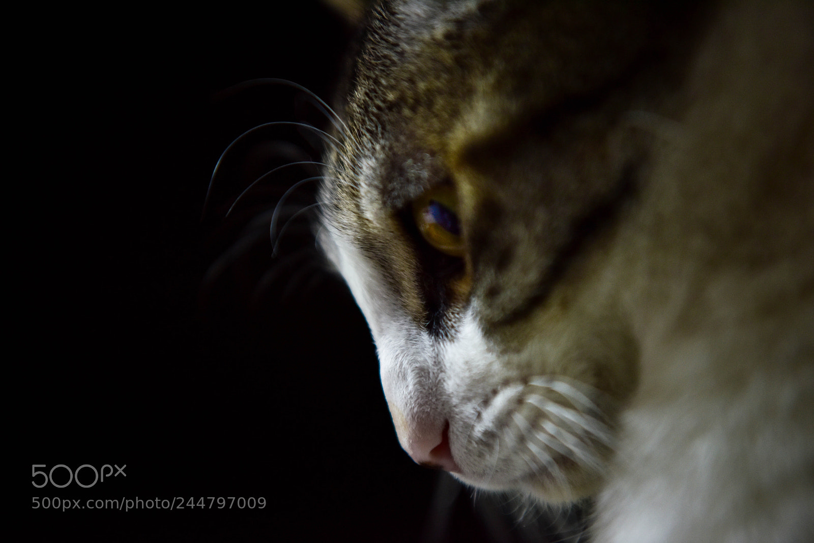Nikon D810 sample photo. 토미 photography