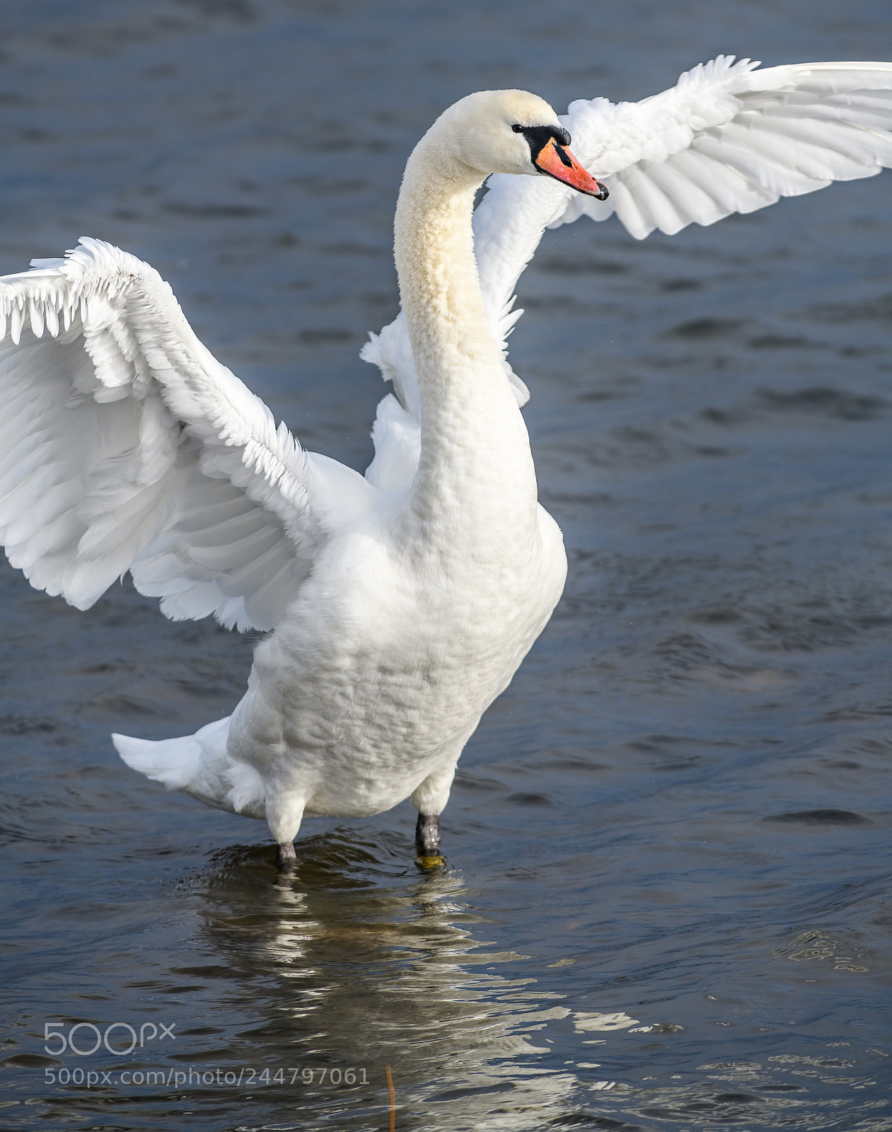 Nikon D850 sample photo. Mute swan doing it's photography