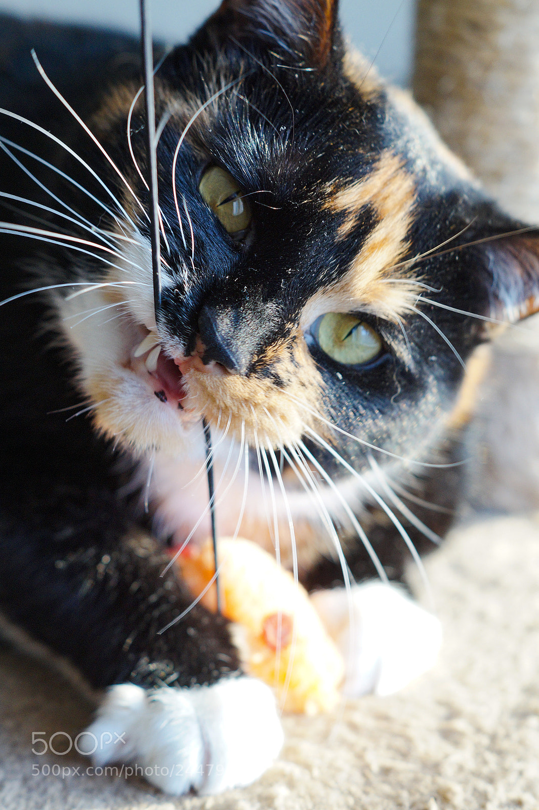 Sony SLT-A58 sample photo. Cat playing photography