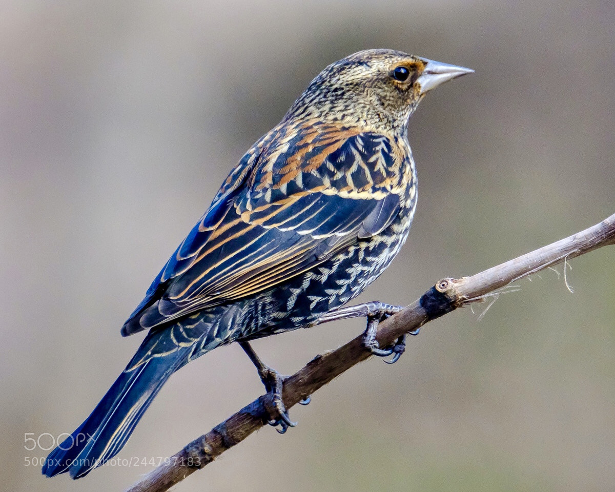 Fujifilm X-T2 sample photo. Female red-winged blackbird the photography