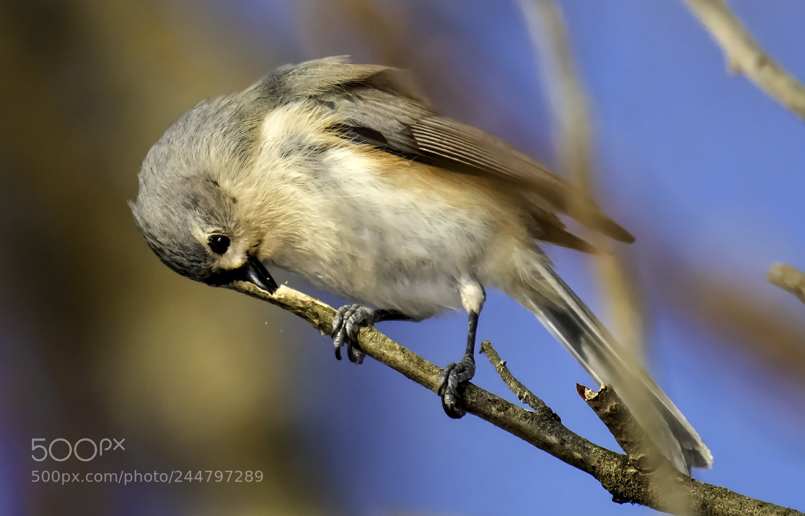 Nikon D810 sample photo. Winter eating photography