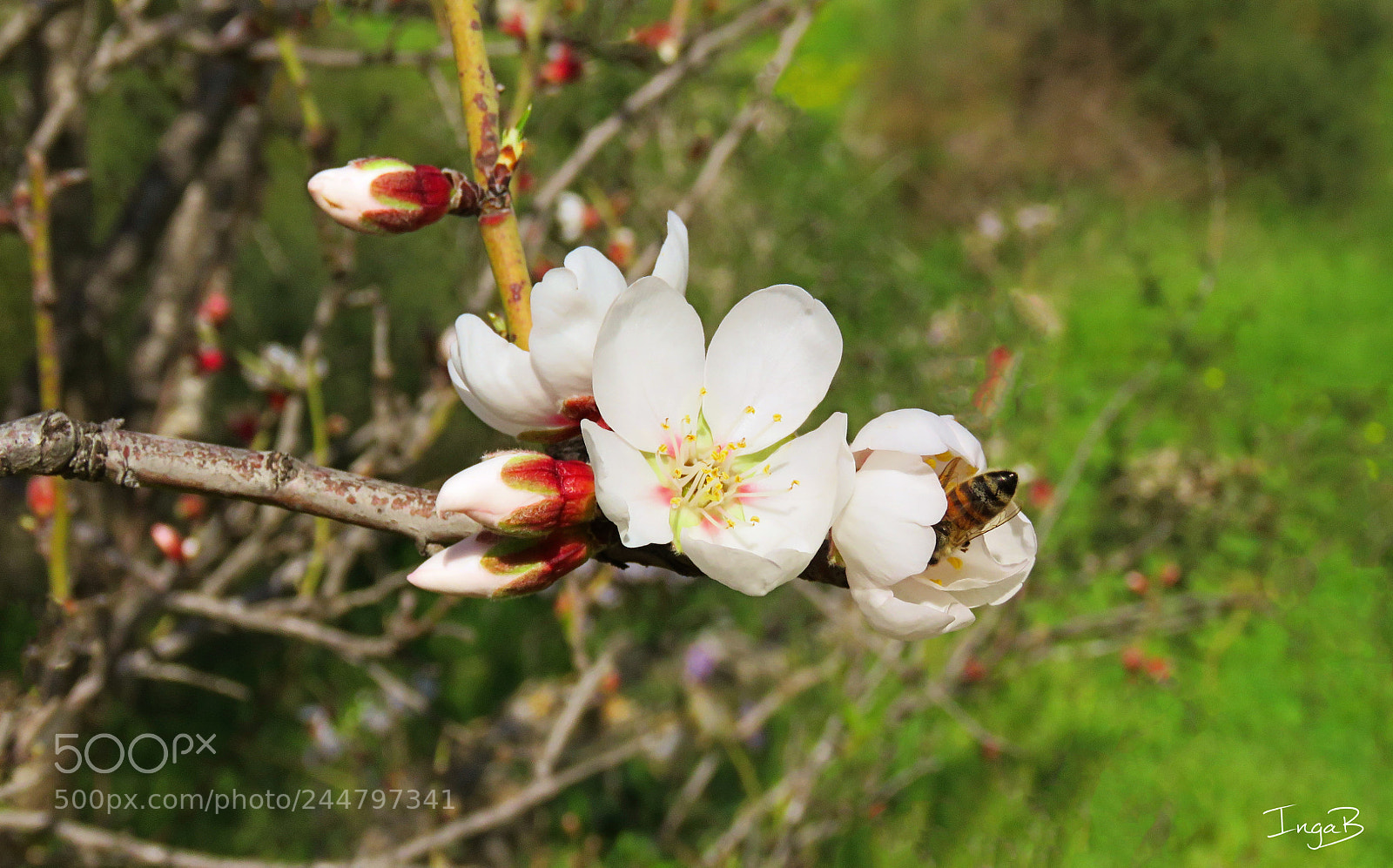 Canon PowerShot SX60 HS sample photo. Almond tree in blossom photography