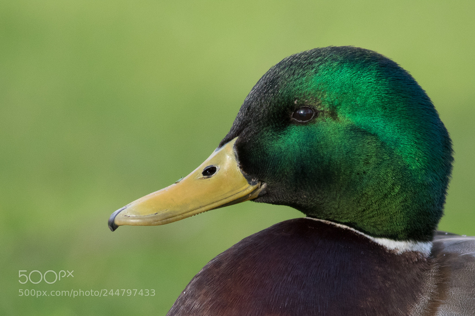 Canon EOS 7D Mark II sample photo. Mallard portret photography