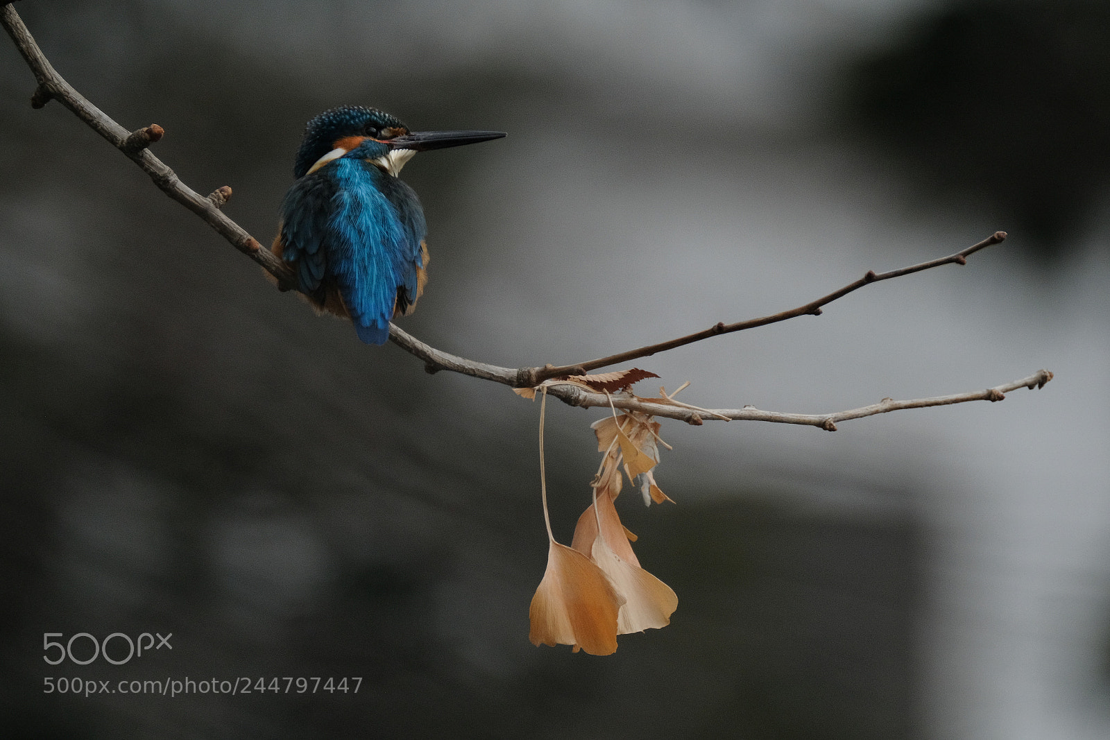 Fujifilm X-T2 sample photo. Common kingfisher photography