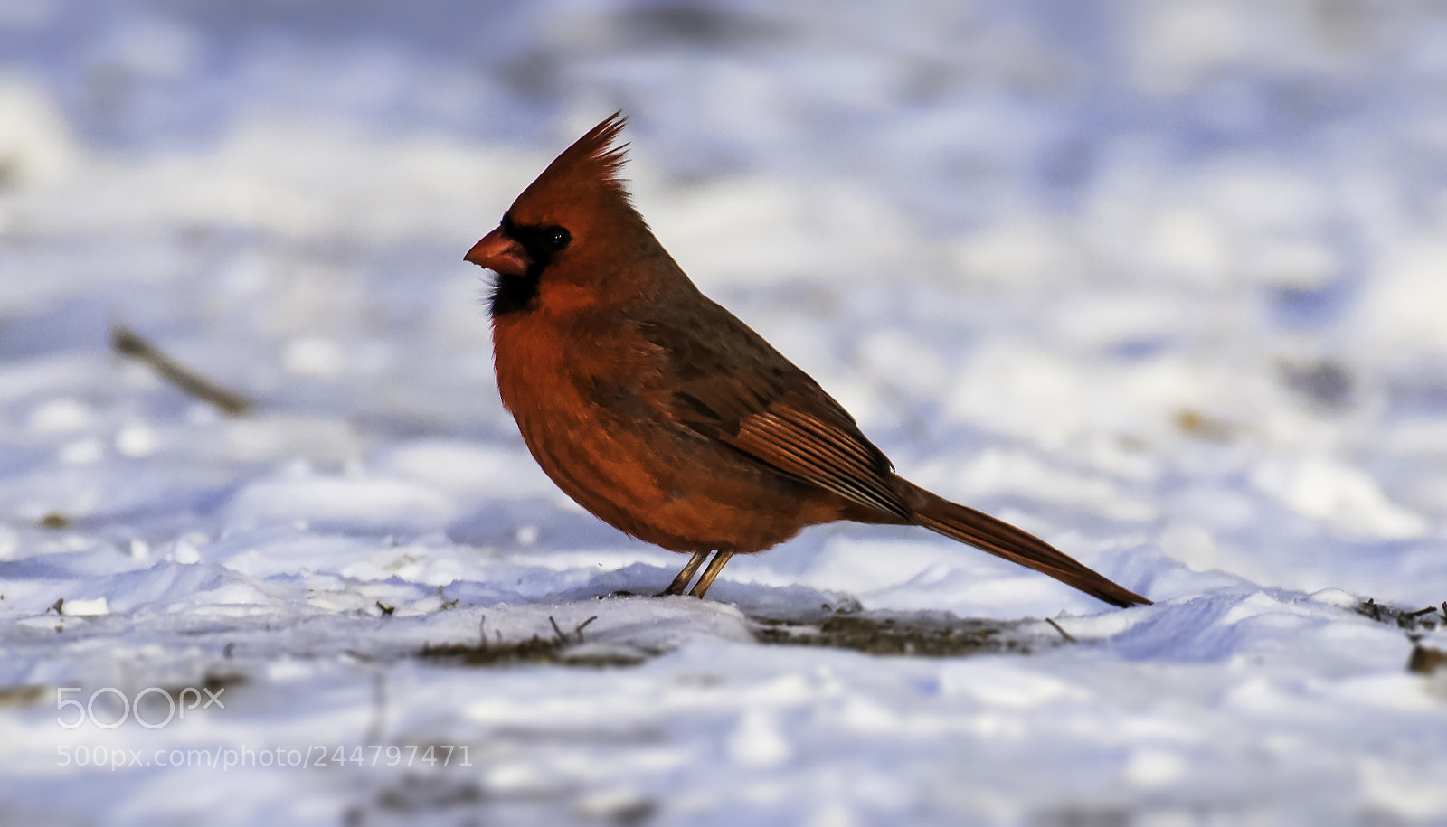 Nikon D810 sample photo. Coldddddd photography
