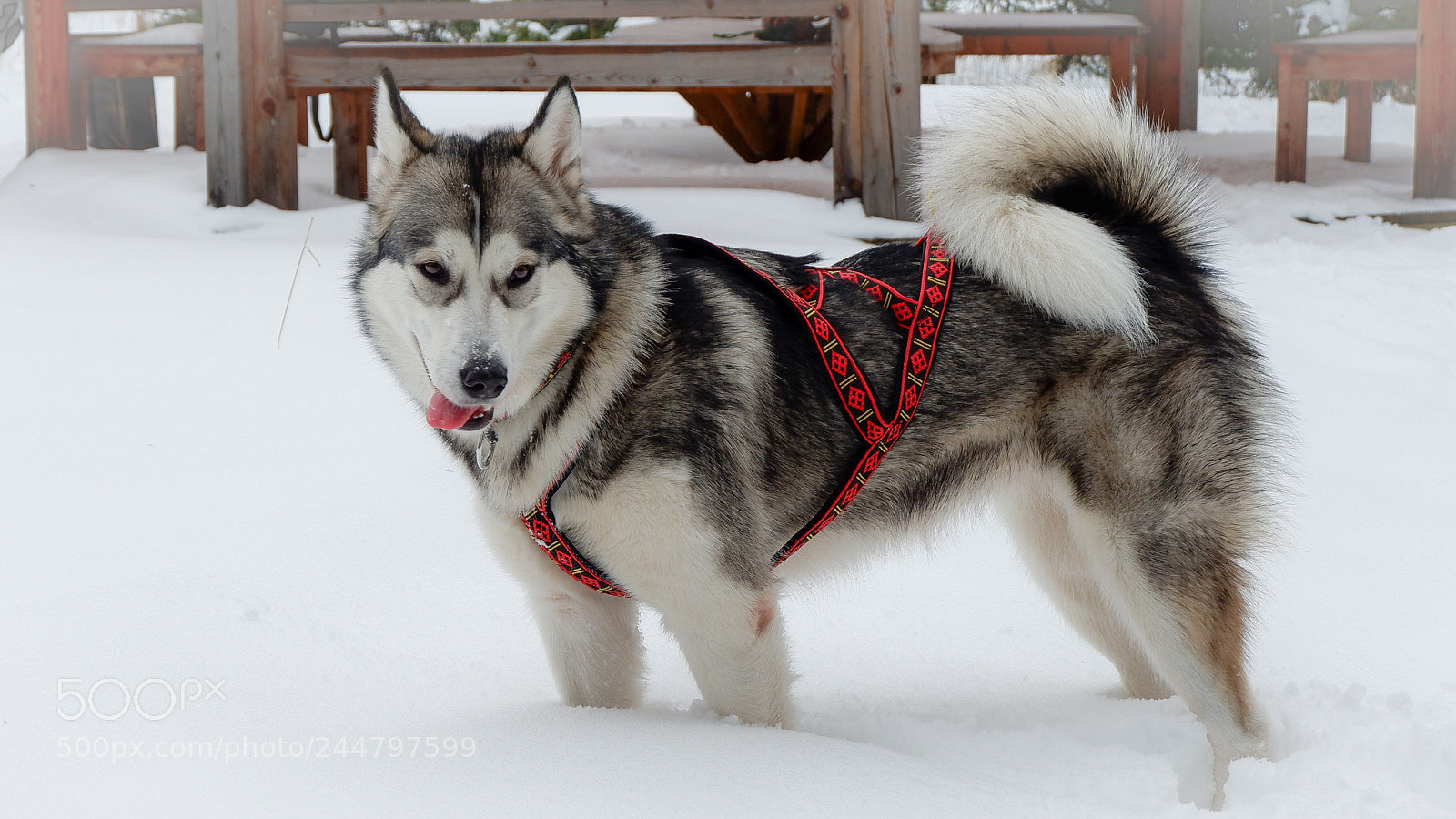 Fujifilm X-A3 sample photo. Bulochka photography