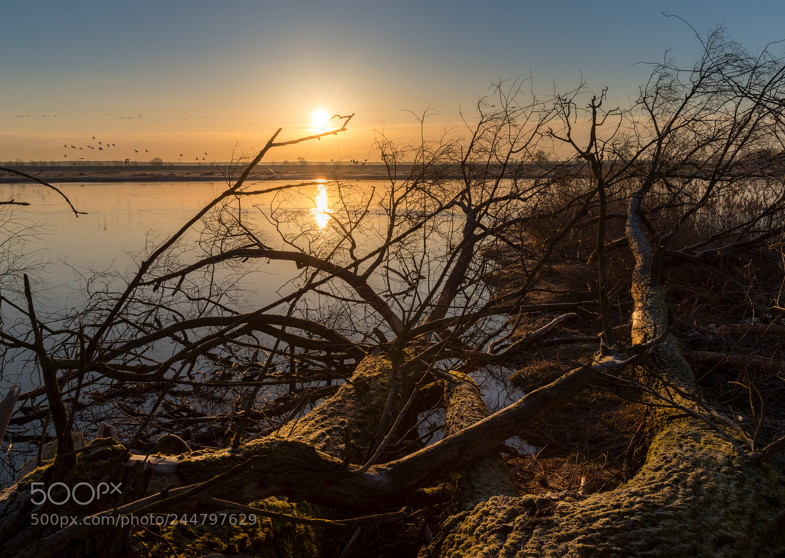 Pentax K-1 sample photo. Riverscape "oder" sunrise photography