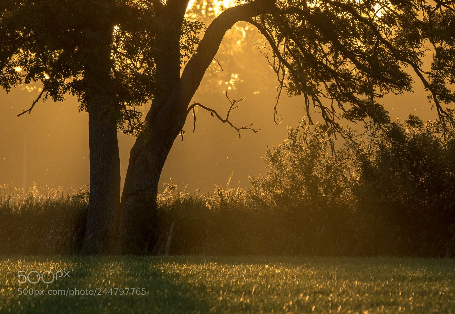 Canon EOS 7D Mark II sample photo. Summer morning photography