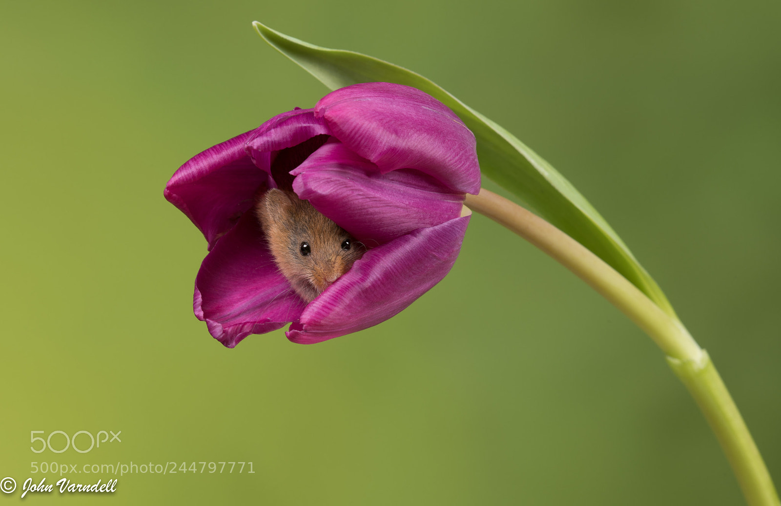 Nikon D850 sample photo. Harvest mice photography