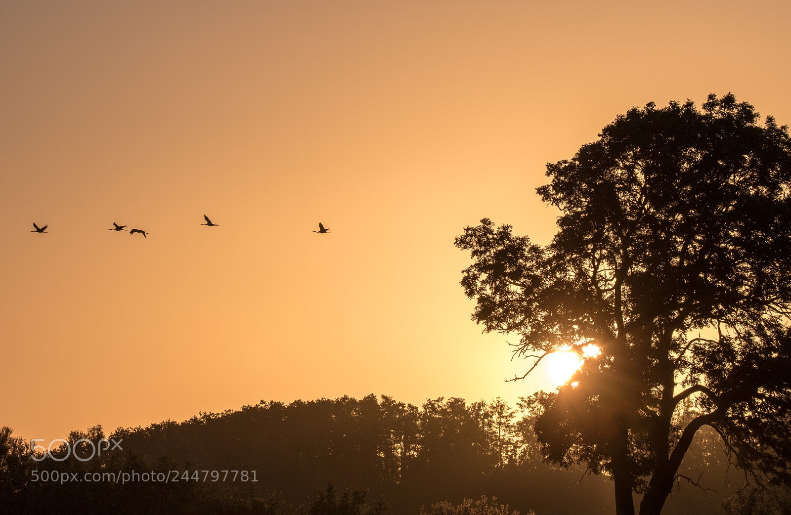 Canon EOS 7D Mark II sample photo. Summer morning photography