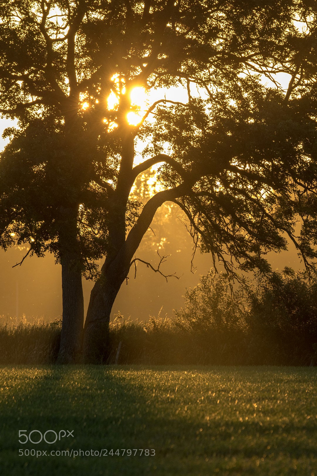 Canon EOS 7D Mark II sample photo. Summer morning photography