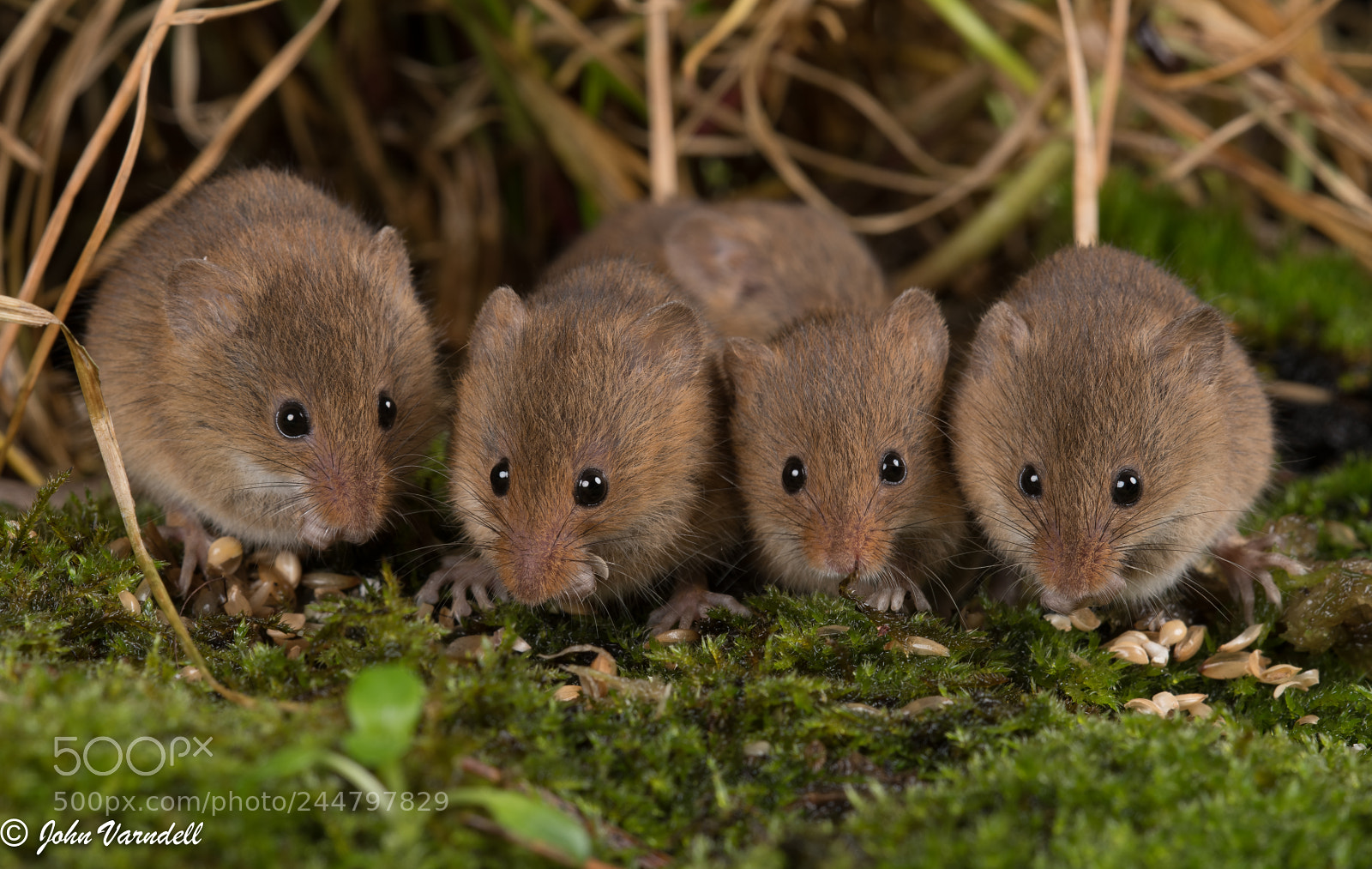 Nikon D850 sample photo. Harvest mice photography