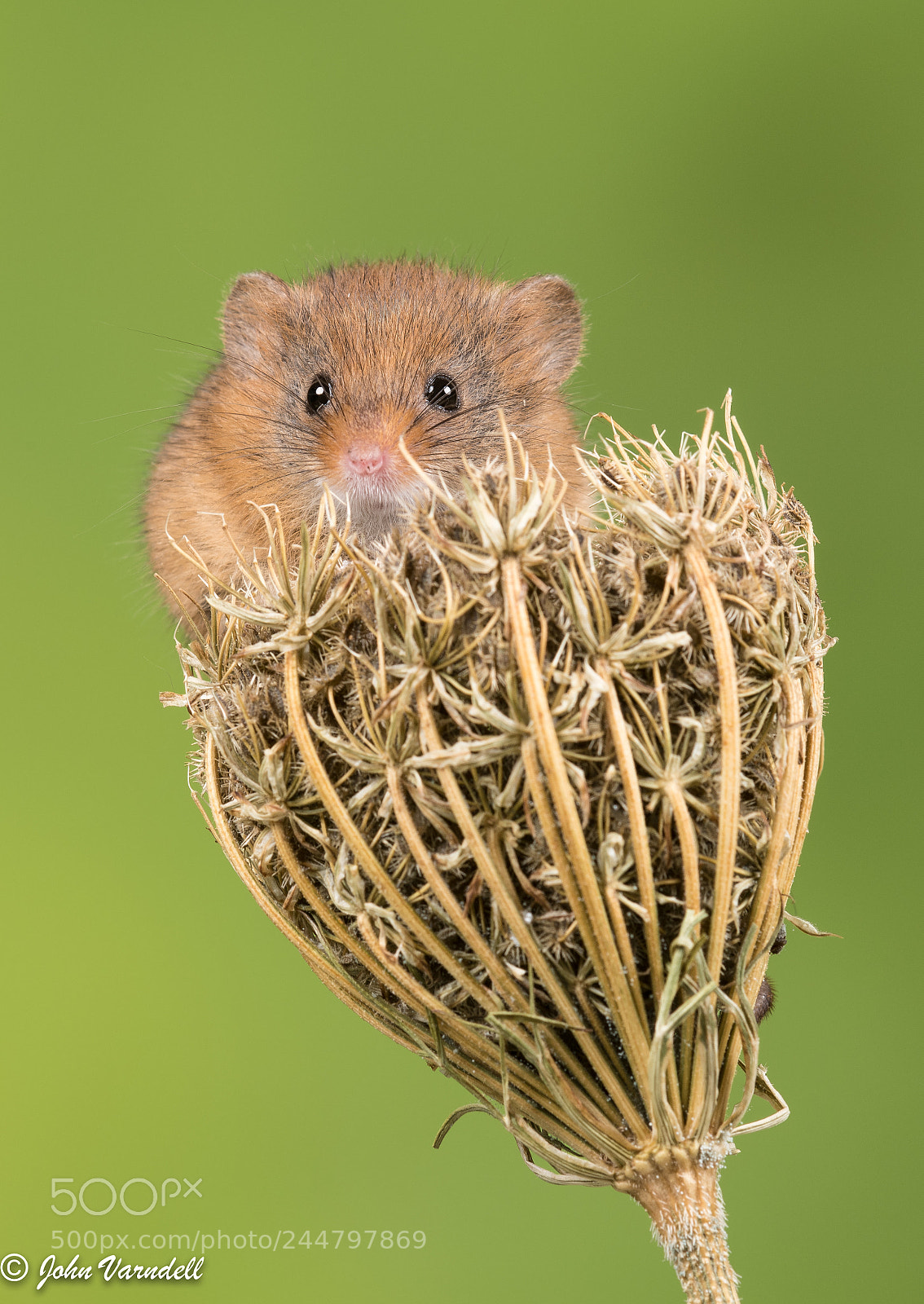 Nikon D850 sample photo. Harvest mice photography