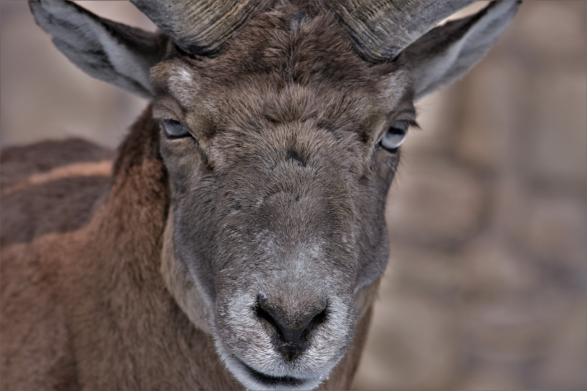 Nikon AF-S Micro-Nikkor 105mm F2.8G IF-ED VR sample photo. The goat ! photography