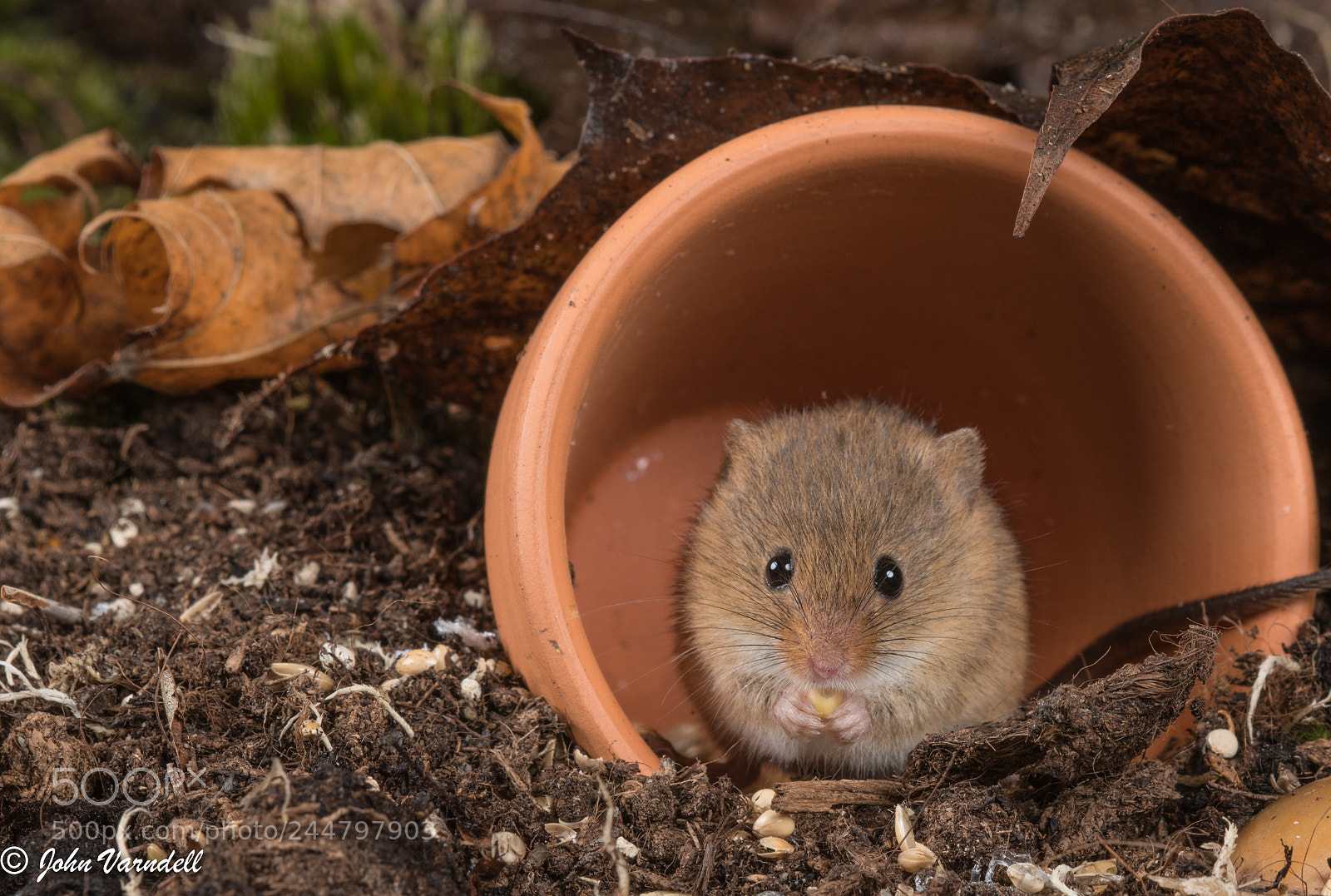Nikon D850 sample photo. Harvest mice photography