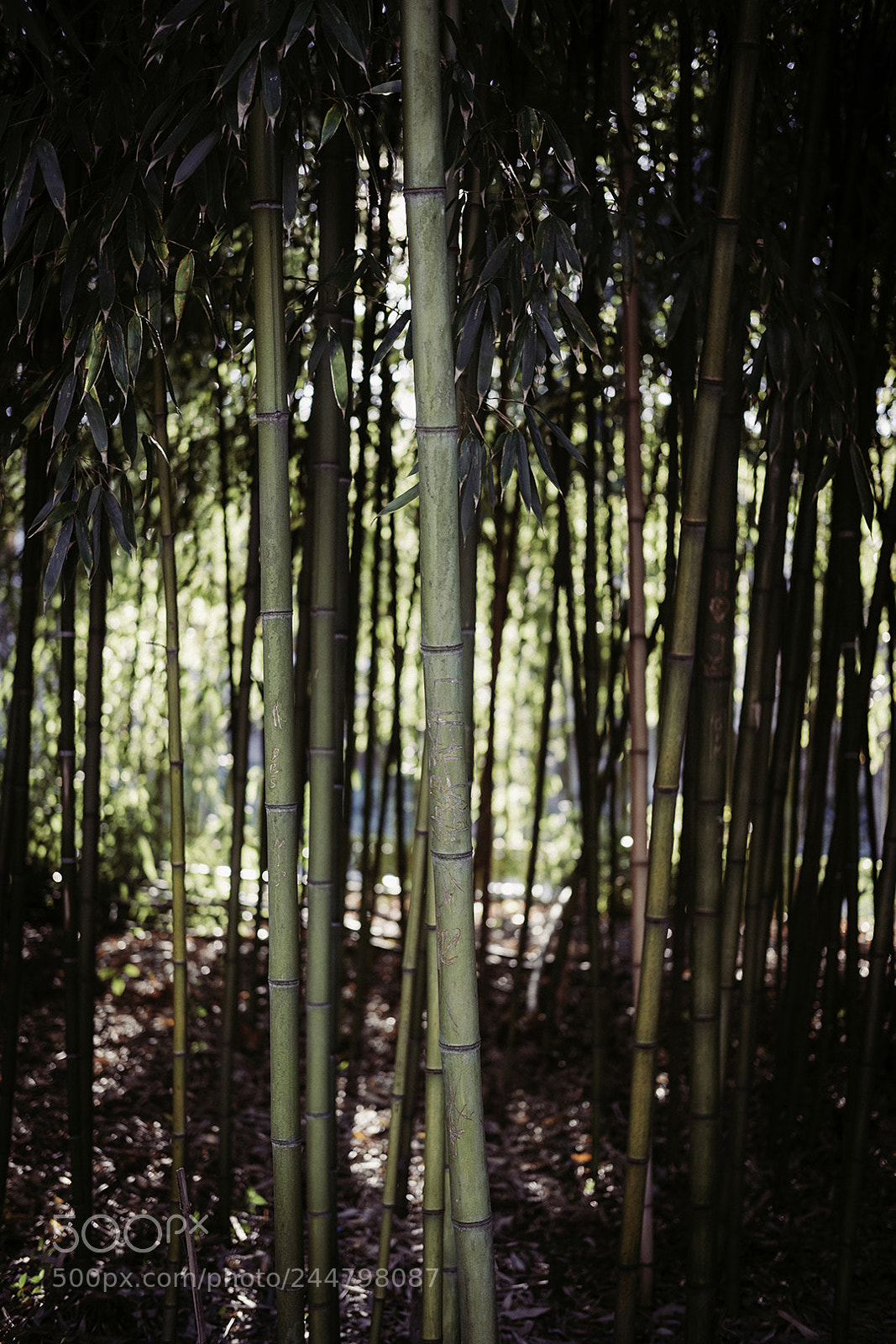 Fujifilm X-T2 sample photo. Bamboo photography