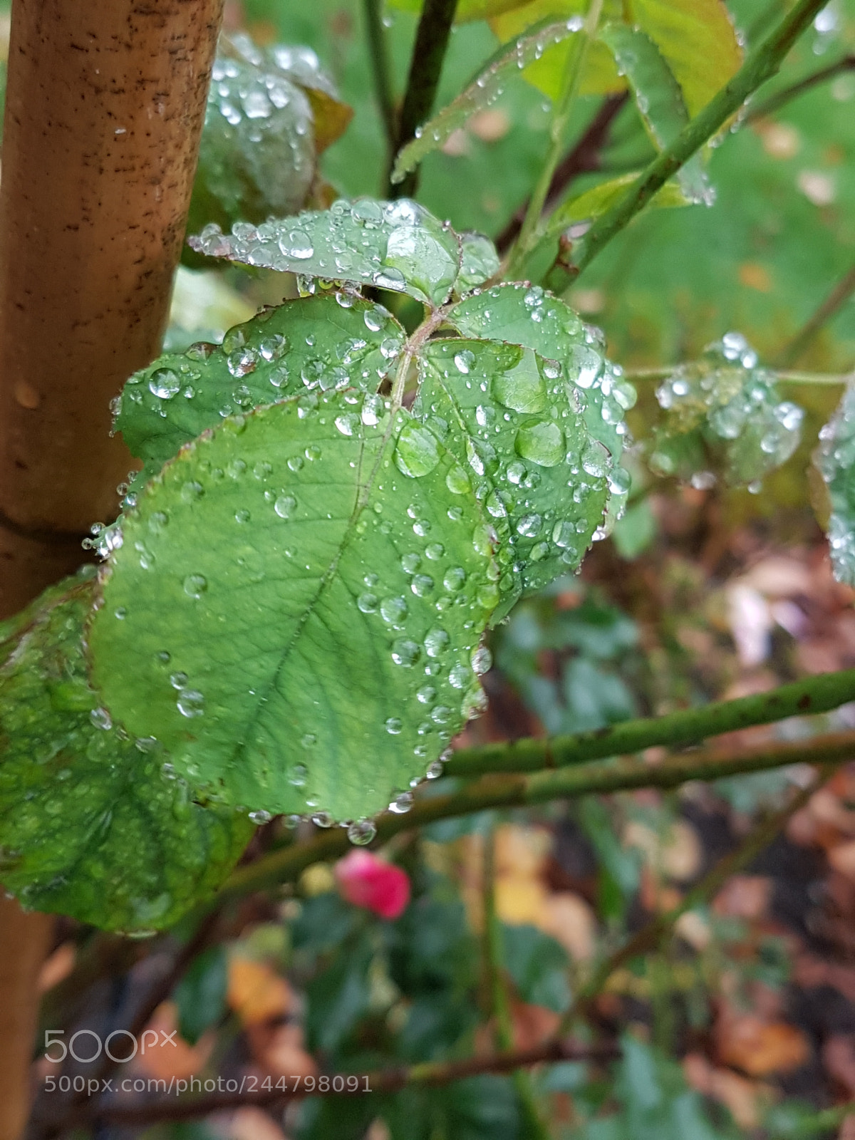 Samsung Galaxy S7 sample photo. Untitled photography