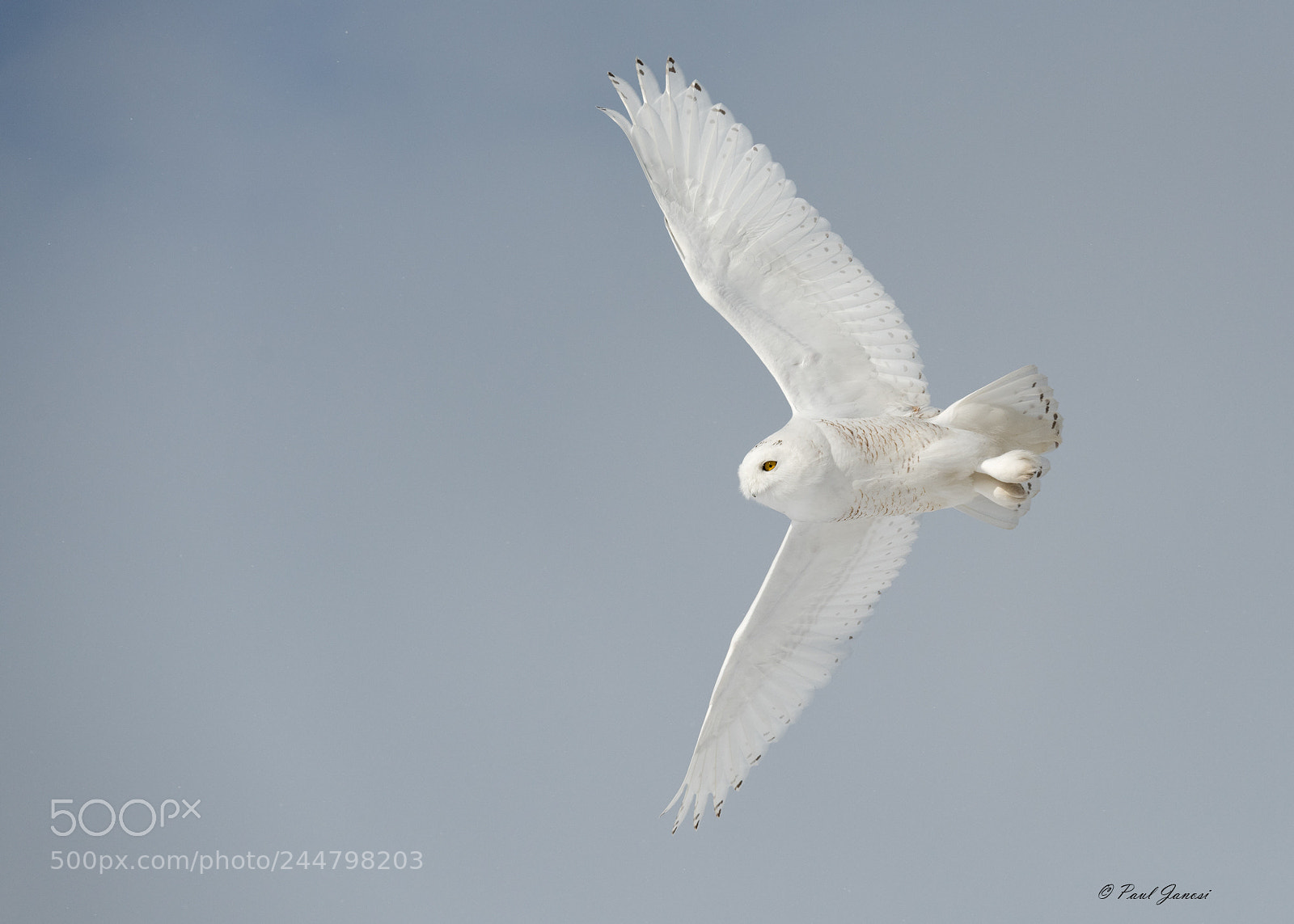 Nikon D850 sample photo. Snowy owl photography