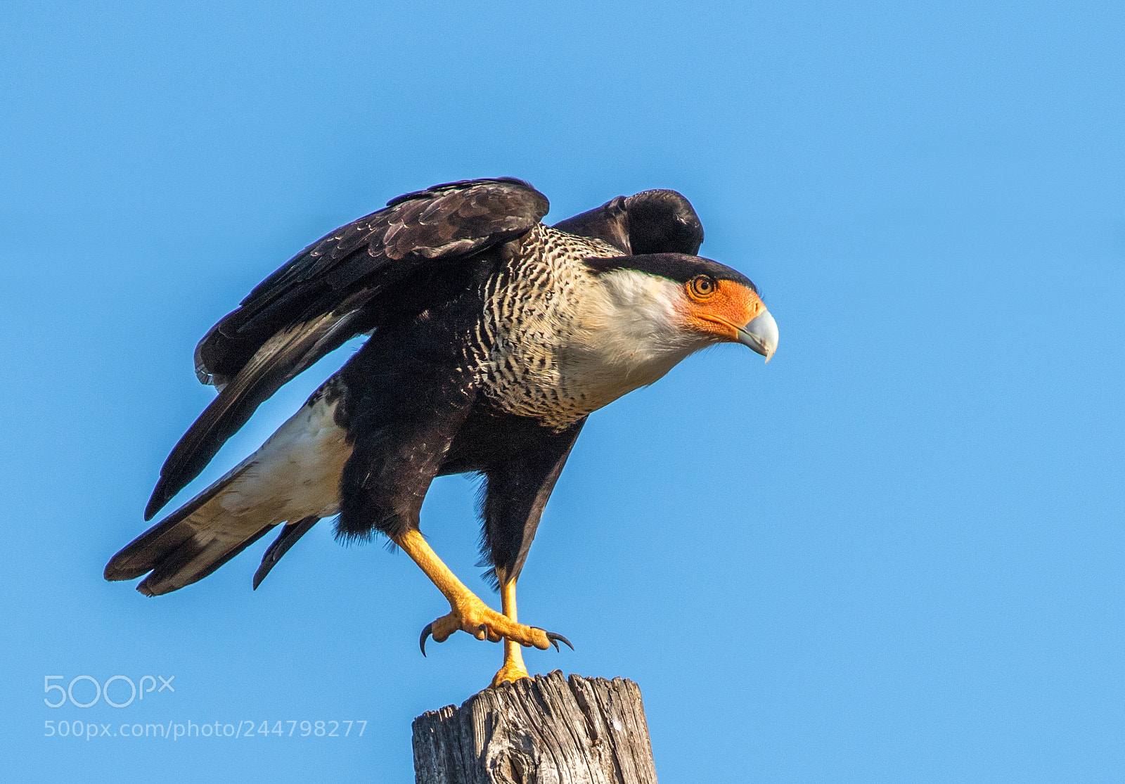 Canon EOS 7D Mark II sample photo. Northern crested caracara photography