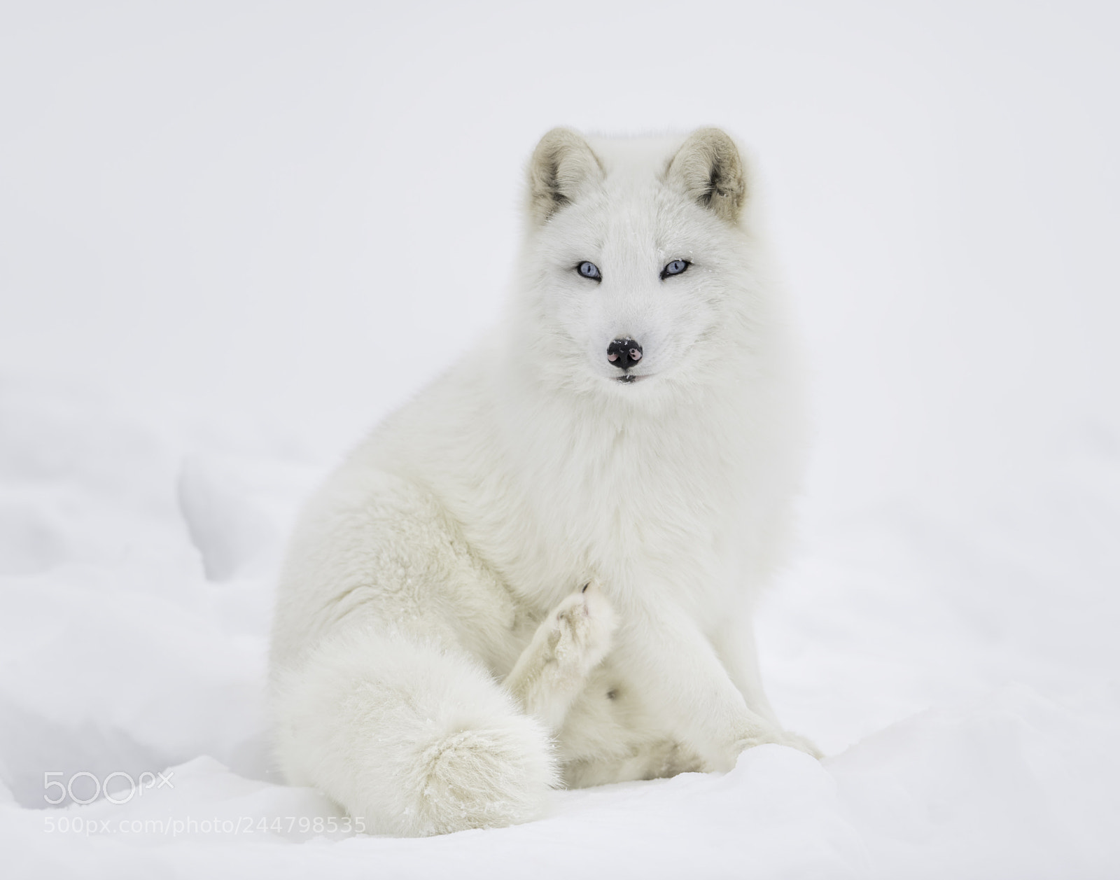 Nikon D850 sample photo. Blue-eyed arctic fox photography