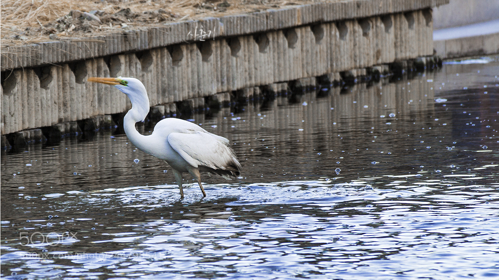 Canon EOS 100D (EOS Rebel SL1 / EOS Kiss X7) sample photo. Big bird photography