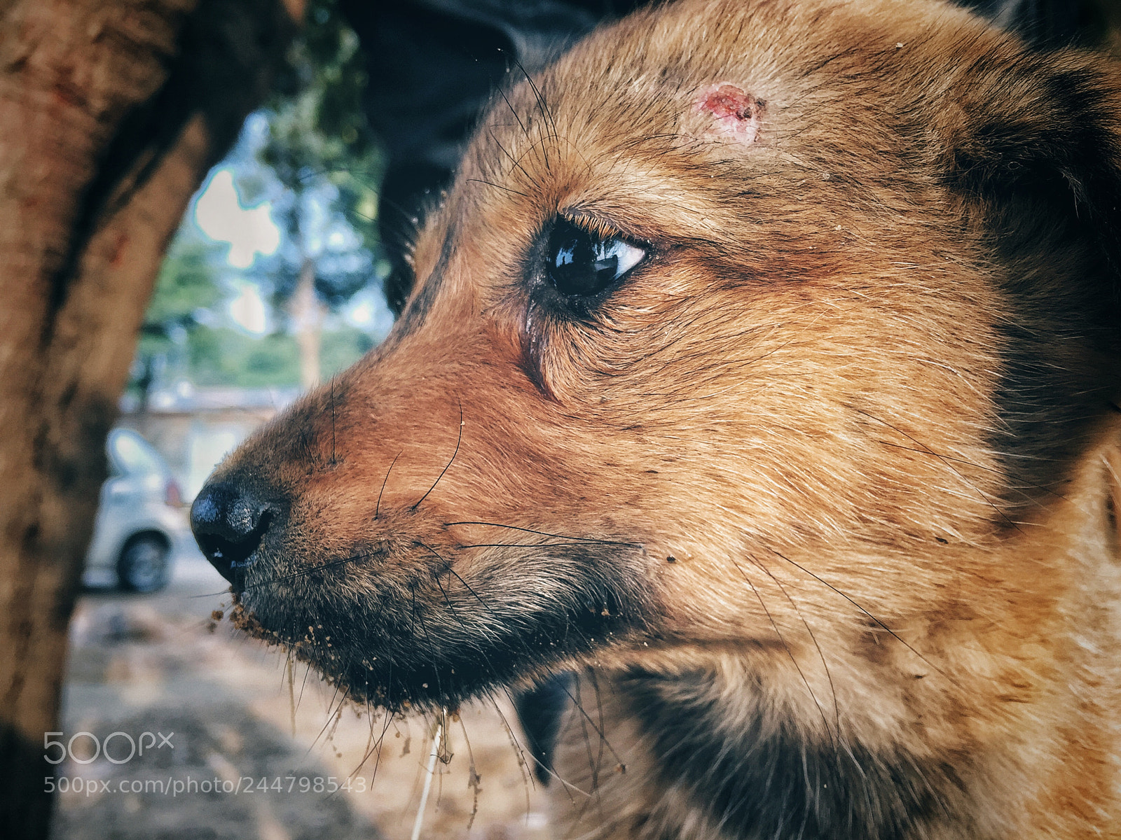 Apple iPhone 6 sample photo. Dog love photography