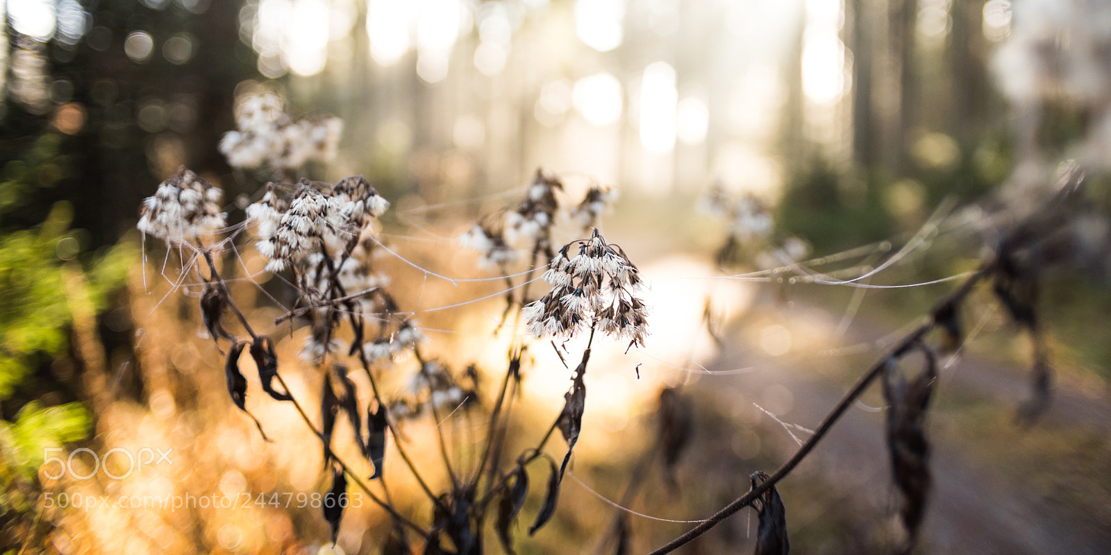 Nikon D810 sample photo. [ sun kissed ] photography