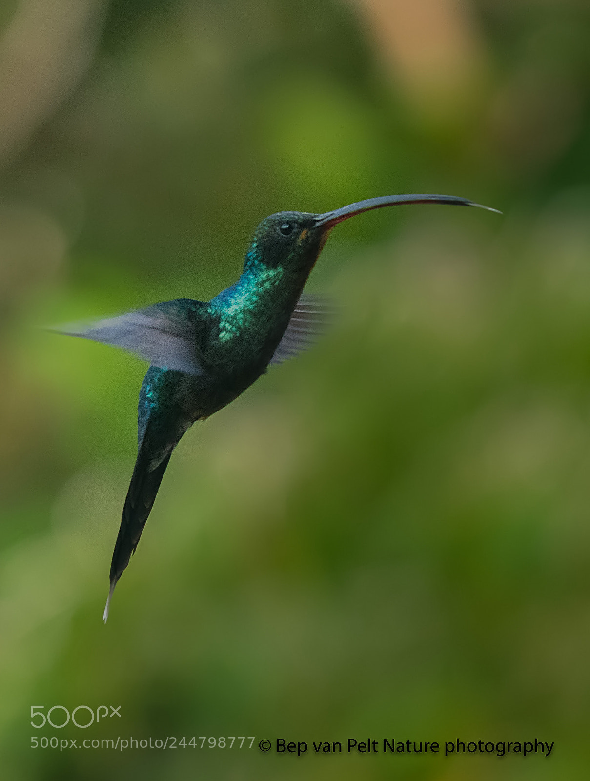 Nikon D500 sample photo. Male green hermit phaethornis photography